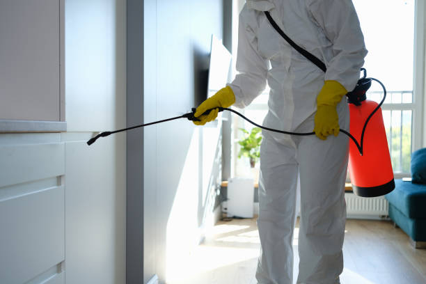 Best Attic Mold Removal  in Edwards, CO