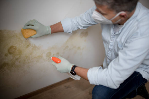 Best Mold Testing  in Edwards, CO