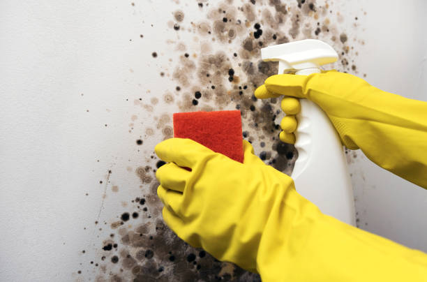 Best Commercial Mold Removal  in Edwards, CO